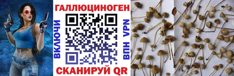 Купить  Шилка  Галлюциногенные грибы ЛСД 